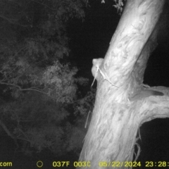 Petaurus norfolcensis (Squirrel Glider) at Thurgoona, NSW - 22 May 2024 by DMeco