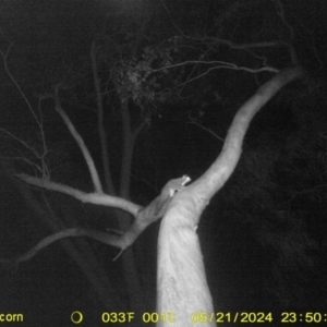 Petaurus norfolcensis at Undefined Area - 21 May 2024 11:50 PM