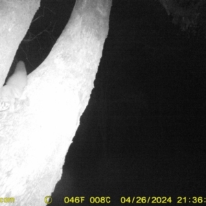 Petaurus norfolcensis at Undefined Area - 26 Apr 2024 09:36 PM