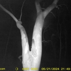 Petaurus norfolcensis (Squirrel Glider) at Table Top, NSW - 21 May 2024 by DMeco