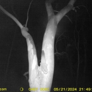 Petaurus norfolcensis at Undefined Area - 21 May 2024 09:49 PM