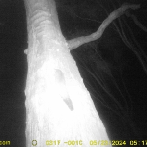 Petaurus norfolcensis at Undefined Area - 23 May 2024 05:17 AM