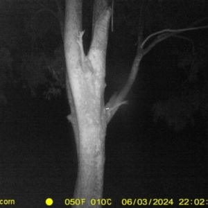 Petaurus norfolcensis (Squirrel Glider) at Table Top, NSW by DMeco