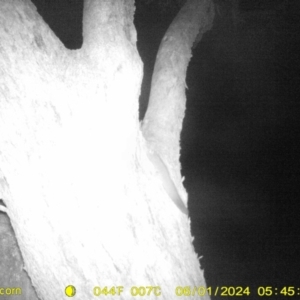 Petaurus norfolcensis at Undefined Area - 1 Jun 2024 05:45 AM