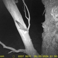 Petaurus norfolcensis (Squirrel Glider) at Table Top, NSW - 23 May 2024 by DMeco