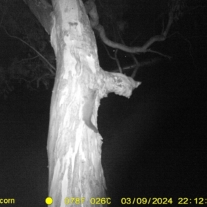 Petaurus norfolcensis at Undefined Area - 9 Mar 2024 10:12 PM
