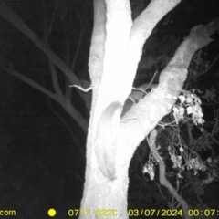 Petaurus norfolcensis (Squirrel Glider) at Leneva, VIC - 6 Mar 2024 by DMeco