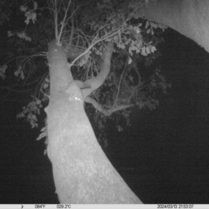 Petaurus norfolcensis at Monitoring Site 111 - Road - 13 Mar 2024 09:53 PM