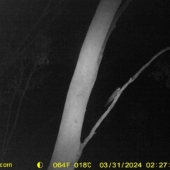 Petaurus norfolcensis (Squirrel Glider) at Jack Perry Reserve - 30 Mar 2024 by DMeco