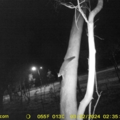 Petaurus norfolcensis (Squirrel Glider) at Anzac Pde Offset - 22 Mar 2024 by DMeco