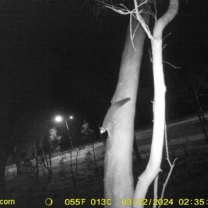 Petaurus norfolcensis at Monitoring Site 115 - Road - 22 Mar 2024 02:35 AM