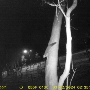Petaurus norfolcensis at Undefined Area - 22 Mar 2024 02:35 AM