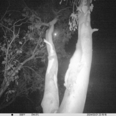 Petaurus norfolcensis (Squirrel Glider) at Bandiana, VIC - 21 Mar 2024 by DMeco