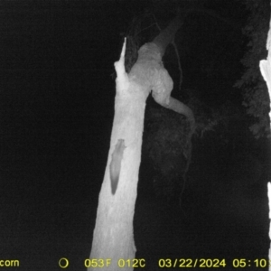 Petaurus norfolcensis at Undefined Area - 22 Mar 2024 05:10 AM