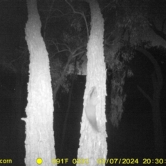 Petaurus norfolcensis (Squirrel Glider) at WREN Reserves - 7 Mar 2024 by DMeco