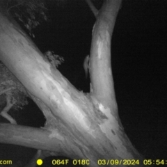 Petaurus sp. (A glider) at Monitoring Site 128 - Remnant - 9 Mar 2024 by DMeco
