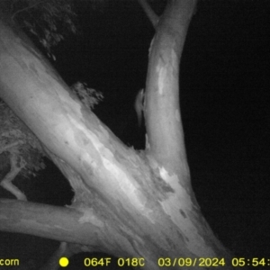 Petaurus sp. at Undefined Area - 9 Mar 2024 05:54 AM
