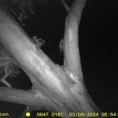 Petaurus sp. (A glider) at Monitoring Site 128 - Remnant - 9 Mar 2024 by DMeco