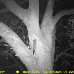 Petaurus norfolcensis (Squirrel Glider) at Baranduda, VIC - 8 Mar 2024 by DMeco