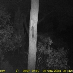 Petaurus norfolcensis (Squirrel Glider) at Baranduda, VIC - 26 Mar 2024 by DMeco