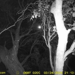 Petaurus sp. at Undefined Area - 24 Mar 2024 09:13 PM