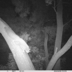 Petaurus norfolcensis (Squirrel Glider) at Wodonga Regional Park - 6 Apr 2024 by DMeco