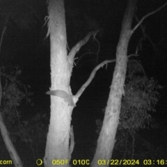 Petaurus norfolcensis (Squirrel Glider) at Baranduda, VIC - 22 Mar 2024 by DMeco