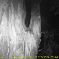 Petaurus norfolcensis (Squirrel Glider) at WREN Reserves - 17 Mar 2024 by DMeco