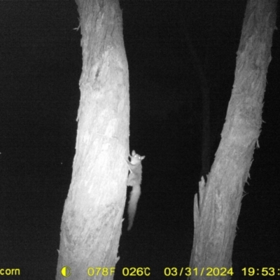 Petaurus norfolcensis (Squirrel Glider) at Baranduda, VIC - 31 Mar 2024 by DMeco