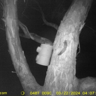 Petaurus norfolcensis (Squirrel Glider) at Wodonga Regional Park - 22 Mar 2024 by DMeco