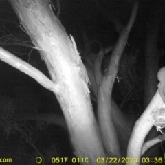 Petaurus norfolcensis (Squirrel Glider) at Wodonga Regional Park - 22 Mar 2024 by DMeco