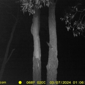 Petaurus norfolcensis at Wodonga - 7 Mar 2024 01:06 AM