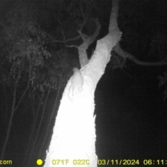 Petaurus norfolcensis (Squirrel Glider) at Huon Creek, VIC - 11 Mar 2024 by DMeco