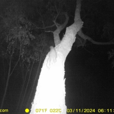 Petaurus norfolcensis (Squirrel Glider) at Huon Creek, VIC - 10 Mar 2024 by DMeco