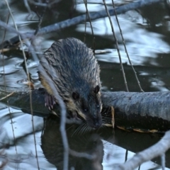 Hydromys chrysogaster (Rakali or Water Rat) at Fyshwick, ACT - 23 Jun 2024 by davidcunninghamwildlife
