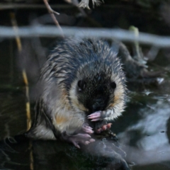 Hydromys chrysogaster at JER550: JWs - Jerra Ck @ Board Walk - 24 Jun 2024