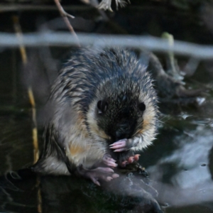 Hydromys chrysogaster at JER550: JWs - Jerra Ck @ Board Walk - 24 Jun 2024