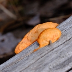 Trametes coccinea at Aranda Bushland - 5 Jul 2024