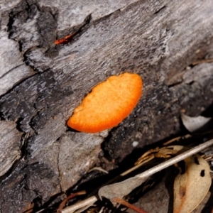 Trametes coccinea at Aranda Bushland - 5 Jul 2024