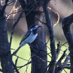 Purnella albifrons (White-fronted Honeyeater) at Cobar, NSW - 5 Jul 2024 by MB