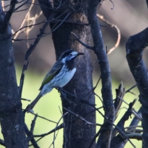 Purnella albifrons at Cobar, NSW - 5 Jul 2024 07:34 AM