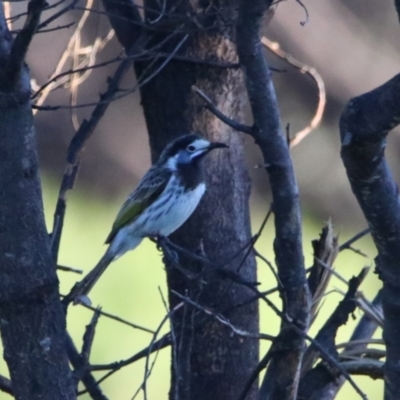 Purnella albifrons (White-fronted Honeyeater) at Cobar, NSW - 4 Jul 2024 by MB