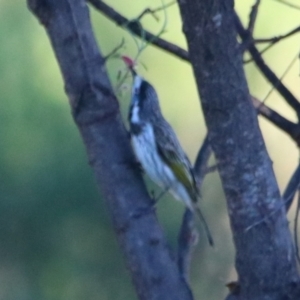 Purnella albifrons at Cobar, NSW - 5 Jul 2024 07:34 AM