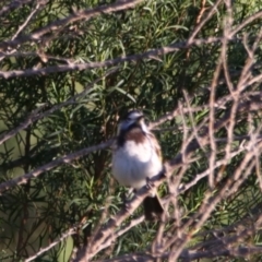 Purnella albifrons at Cobar, NSW - 5 Jul 2024 07:34 AM