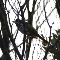 Purnella albifrons at Cobar, NSW - 5 Jul 2024