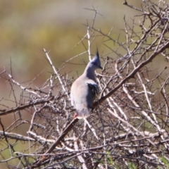 Ocyphaps lophotes (Crested Pigeon) at Cobar, NSW - 5 Jul 2024 by MB