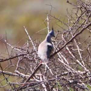 Ocyphaps lophotes (Crested Pigeon) at Cobar, NSW by MB