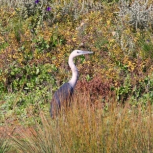 Ardea pacifica at Cobar, NSW - 5 Jul 2024