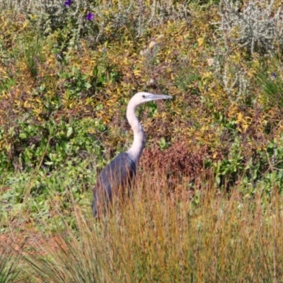 Ardea pacifica (White-necked Heron) at Cobar, NSW - 5 Jul 2024 by MB