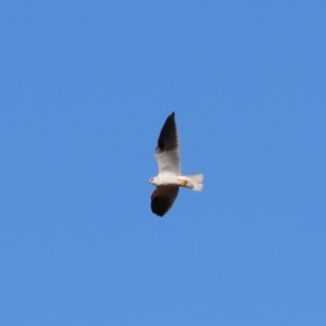 Elanus axillaris at Cobar, NSW - 5 Jul 2024